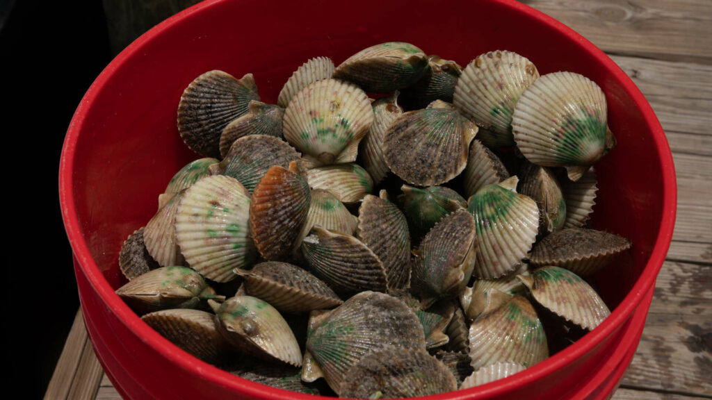 A picture of How To Enjoy Raw Scallops with ScallopN'FL